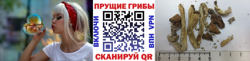 Галлюциногенные грибы мицелий  ссылка на мегу зеркало  Тында 
